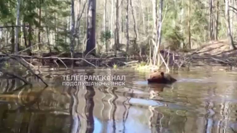 В заповеднике «Брянский лес» сняли на видео купание медведя