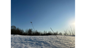 Брянцам 3 марта обещают +4ºC