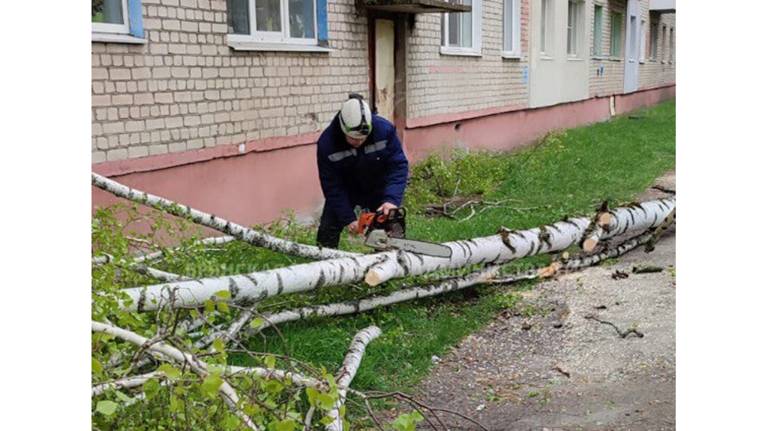 В выходные в Брянске сильный ветер повалил восемь деревьев