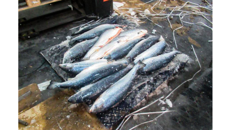 На Брянщину не пропустили 9,5 тонн опасного норвежского лосося
