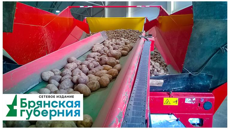В шести районах Брянской области завершена посадка картофеля