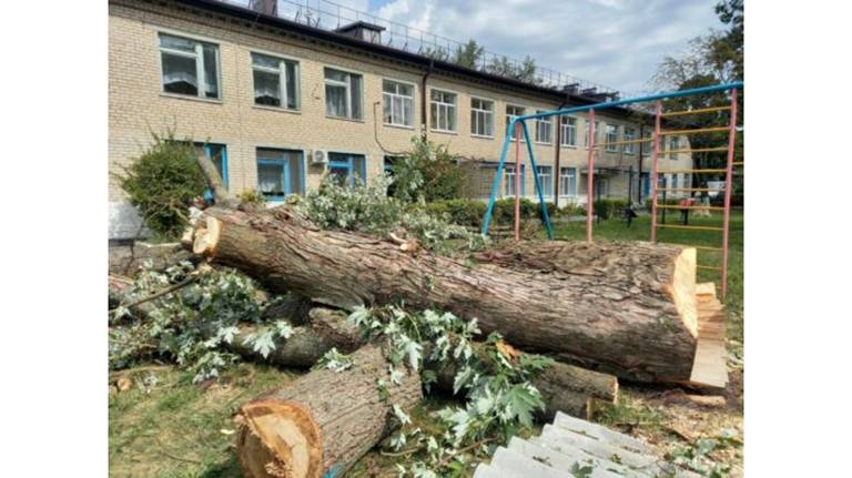 В Новозыбкове общественники спилили старые деревья на территории социального приюта