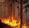 В лесах Брянской области введён особый противопожарный режим