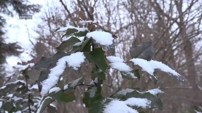 20 января в Брянской области прогнозируется снег и до -11 градусов