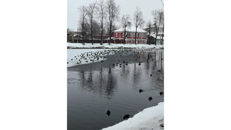 В Новозыбкове водоемы облюбовали сотни диких уток