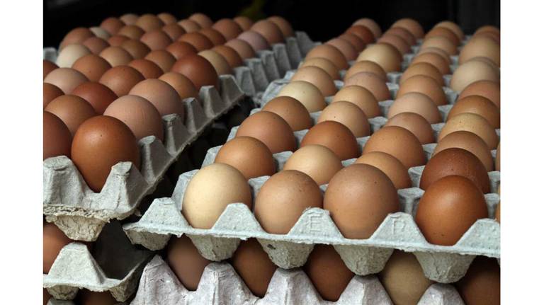 В брянских магазинах появились дешевые куриные яйца