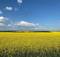 В Брянской области сняли на фото красоту рапсовых полей