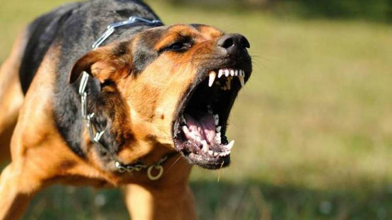 В Климово чиновники выплатили компенсацию покусанной собакой женщине