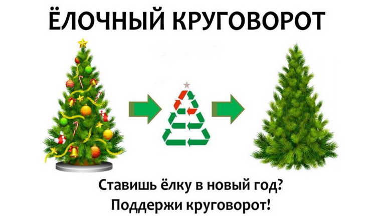 Брянцев призвали принять участие в ежегодной акции «Елочный круговорот»