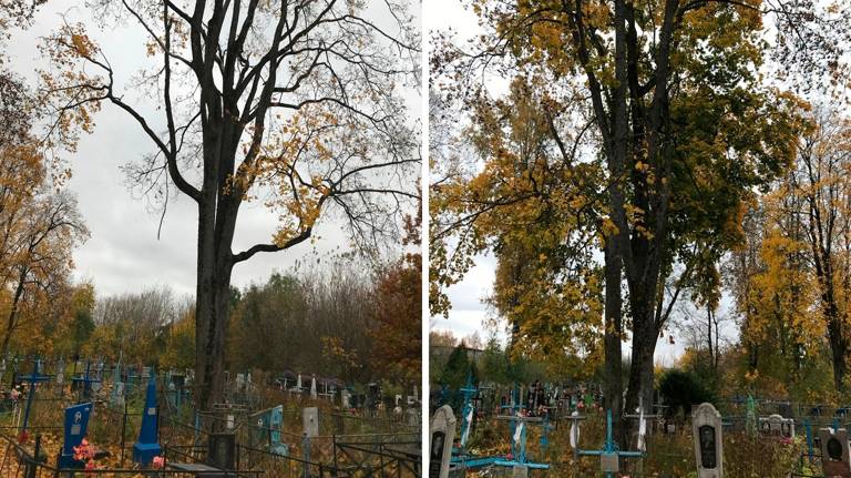 В Стародубе после вмешательства прокуратуры спилят аварийные деревья на кладбище 