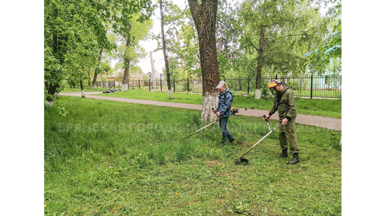 В Брянске начали ежедневно стричь траву