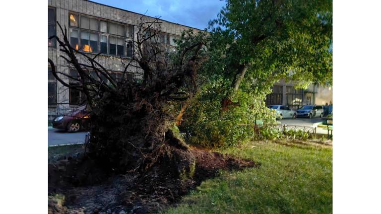 Ураган повалил в Брянске два десятка деревьев