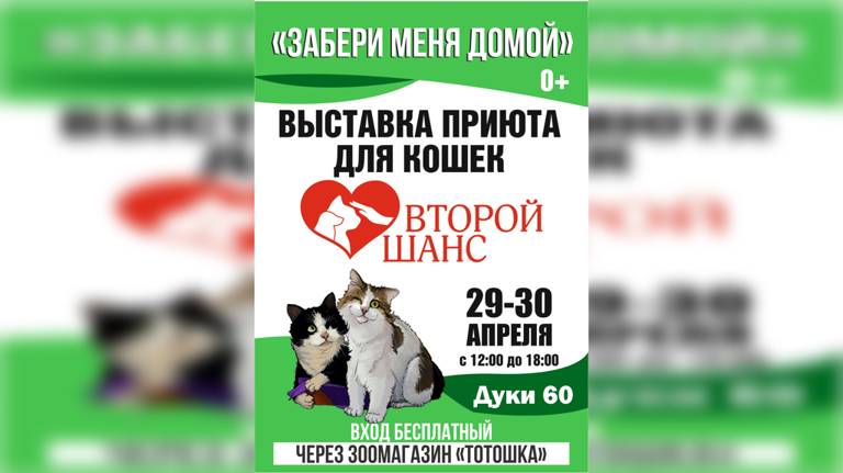 В Брянске 29 и 30 апреля пройдет выставка приюта для кошек «Забери меня домой»