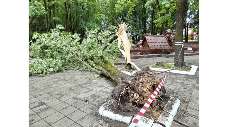 В Брянске в парке А.К. Толстого рухнули два дерева
