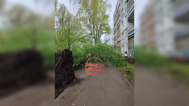 В Брянске на улице Ромашина ураган вырвал с корнем дерево