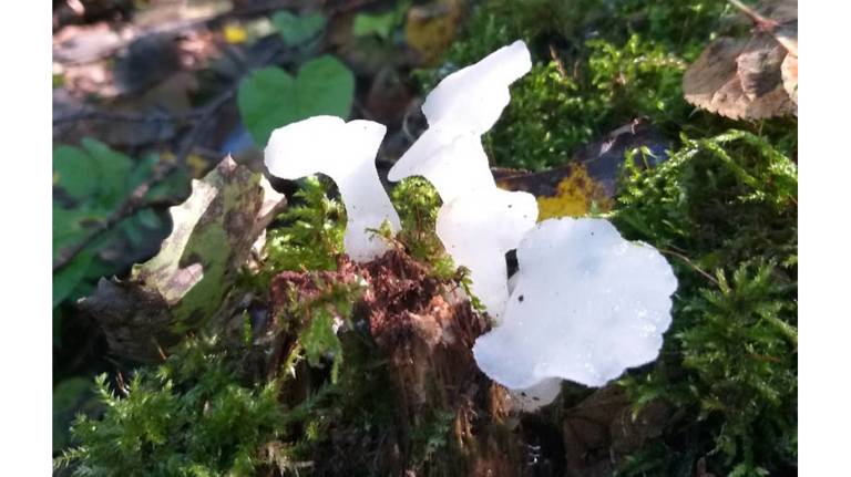 В дятьковском лесу впервые нашли редкий ледяной гриб