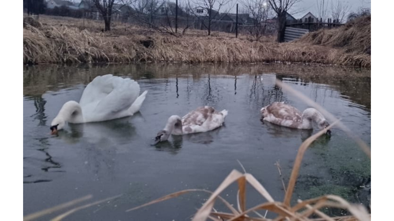 Благородные пернатые подопечные брянского фермера Сергея Мамеева устроили пиршество