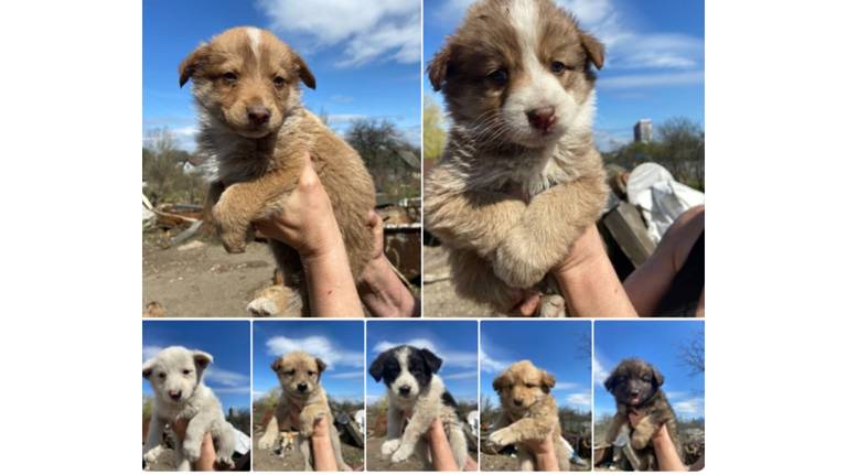 В Брянске семь щенков ищут заботливых хозяев