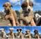 В Брянске семь щенков ищут заботливых хозяев
