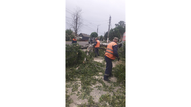 В Брянске из-за ураганного ветра рухнуло 21 дерево и разбито два автомобиля