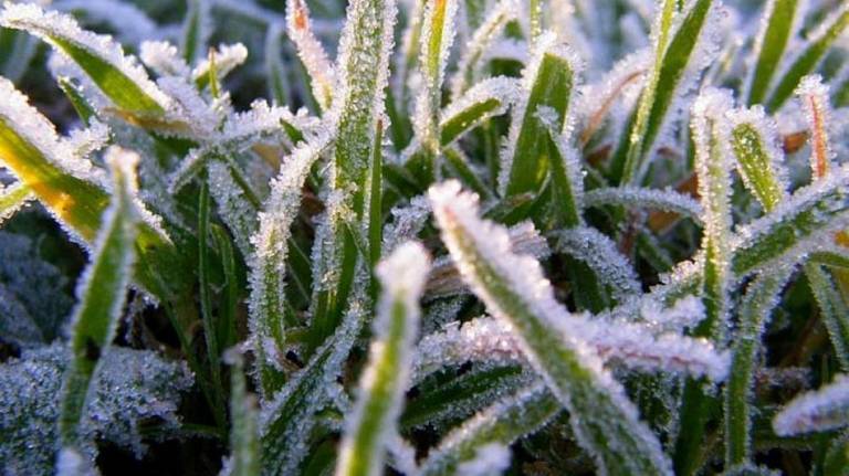 Жителям Брянщины дали советы по спасению посевов от заморозков
