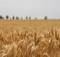 На Брянщине отмечается высокая урожайность пшеницы