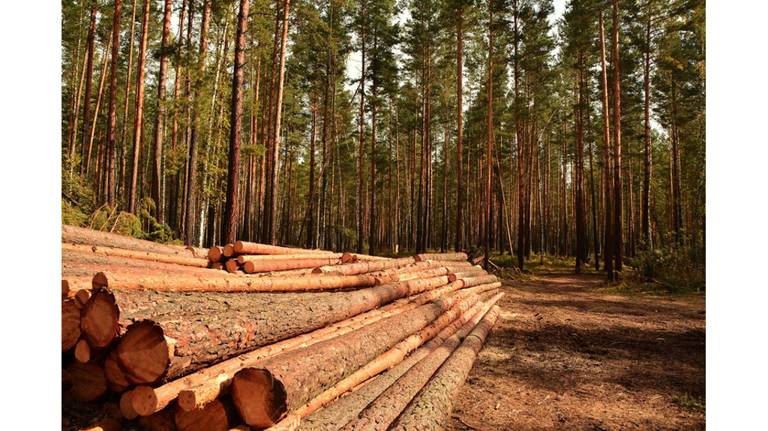 За первый квартал доходы Брянской области от использования лесов составили более 126 млн рублей