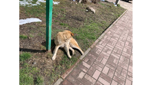 За нападение бродячих собак двум школьницам из Клинцов заплатят 30 тысяч рублей