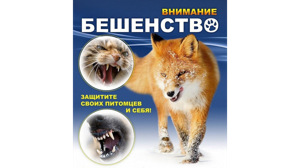 С 28 апреля в Брянске проведут месячник по профилактике бешенства