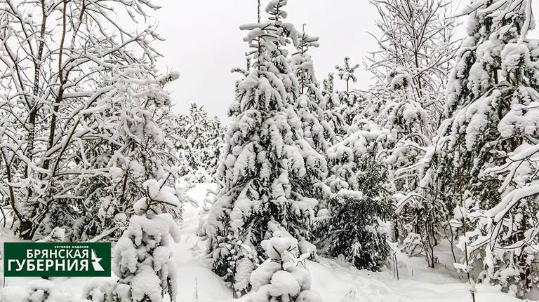 В Брянской области 9 февраля прогнозируют до 18 градусов мороза