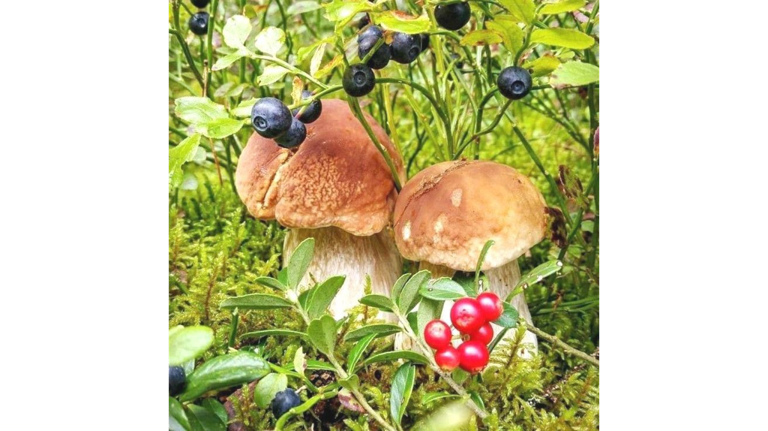 В новозыбковских грибах, ягодах и мясе дикого кабана превышено содержание Цезия-137