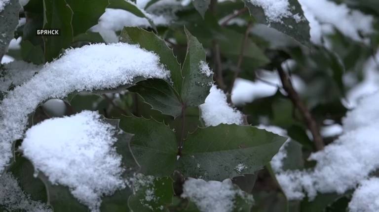 В первый день весны в Брянской области ожидается мокрый снег