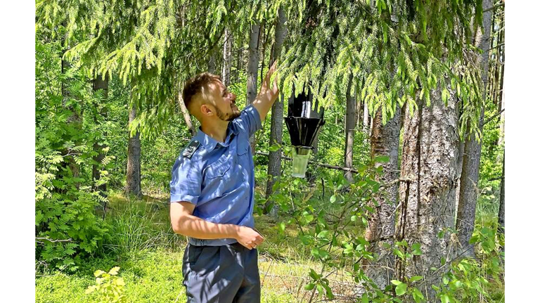 В Брянской области обследуют 500 тысяч гектаров лесов