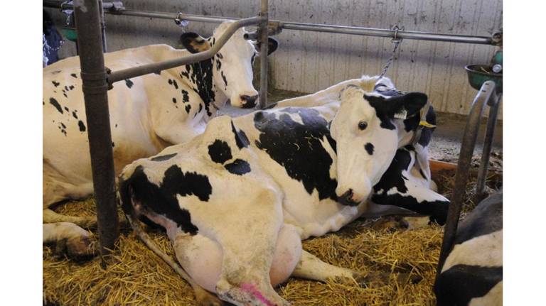 В клинцовском СПК «Родина» установили бруцеллез у крупного рогатого скота