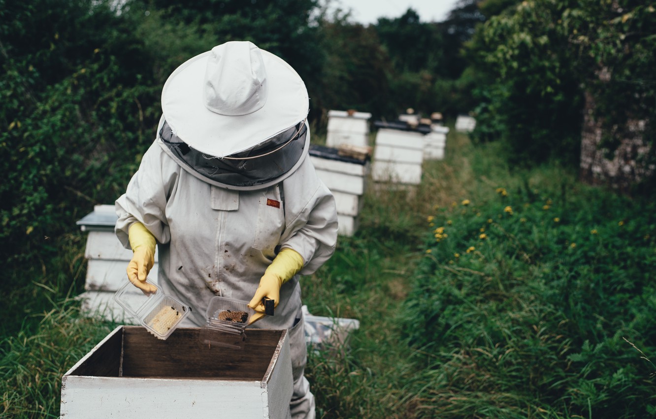 Новый закон о пчеловодстве поддержит брянских фермеров-пасечников