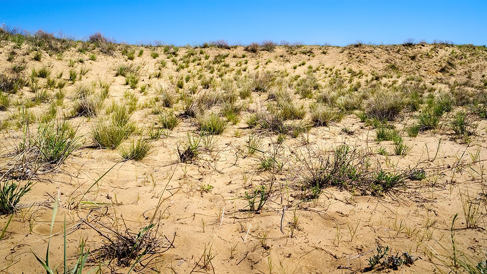 В Брянской области в июле ожидается сильнейшая за десять лет засуха