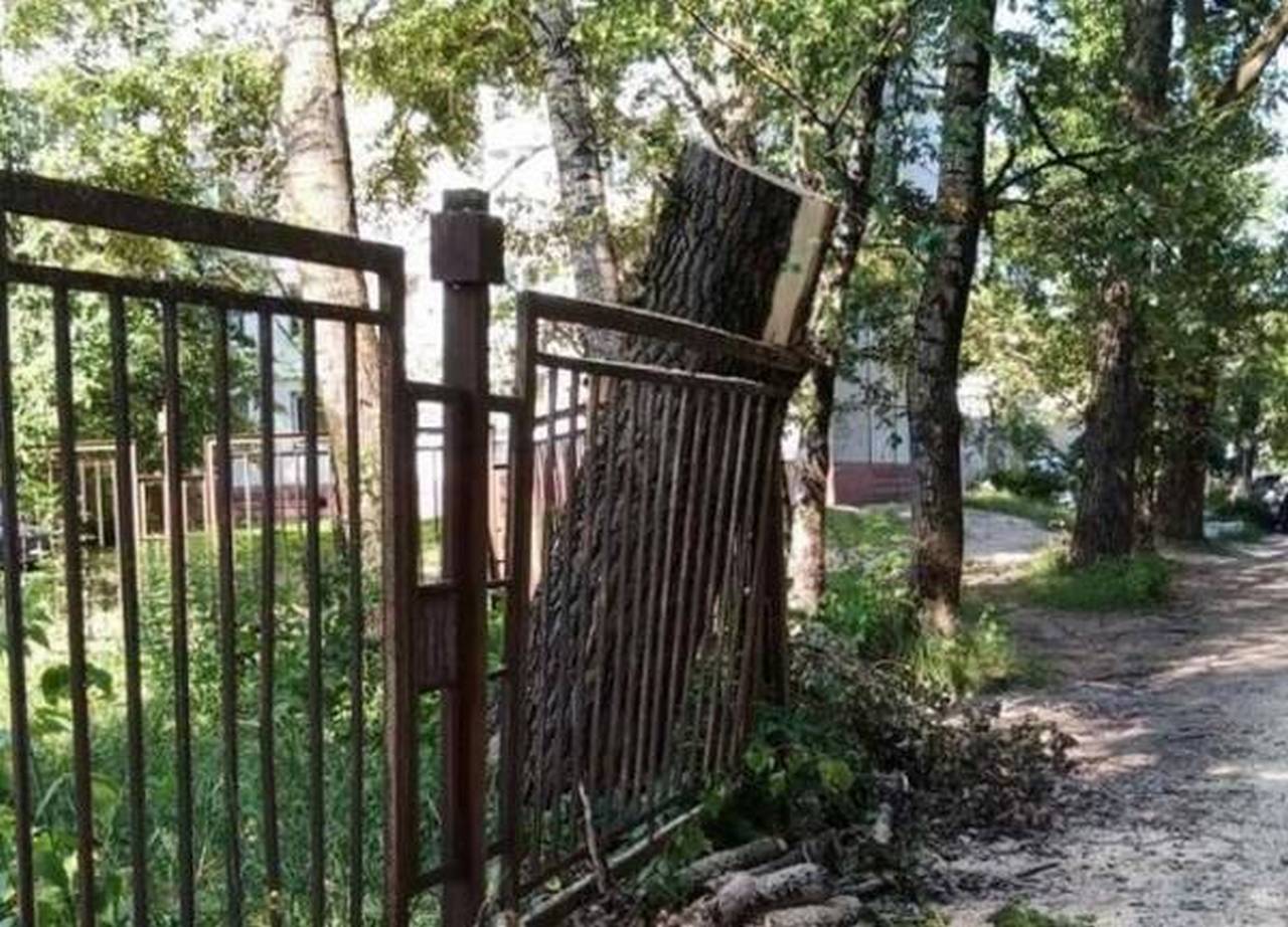 В Брянске возле детской поликлиники спилили опасное дерево