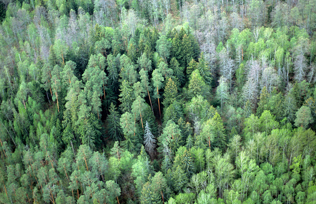 На Брянщине подсчитают лес на площади больше 1000 квадратных километров
