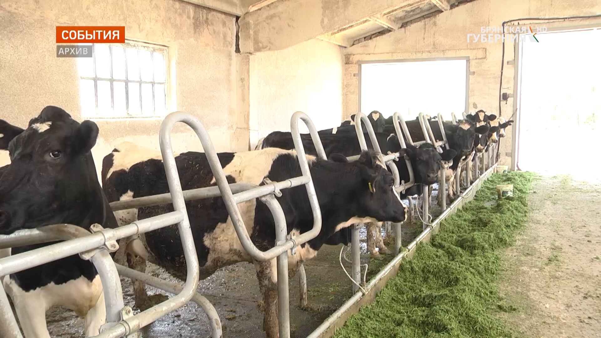 В 13 районах Брянской области аграрии выполнили план по заготовке сенажа