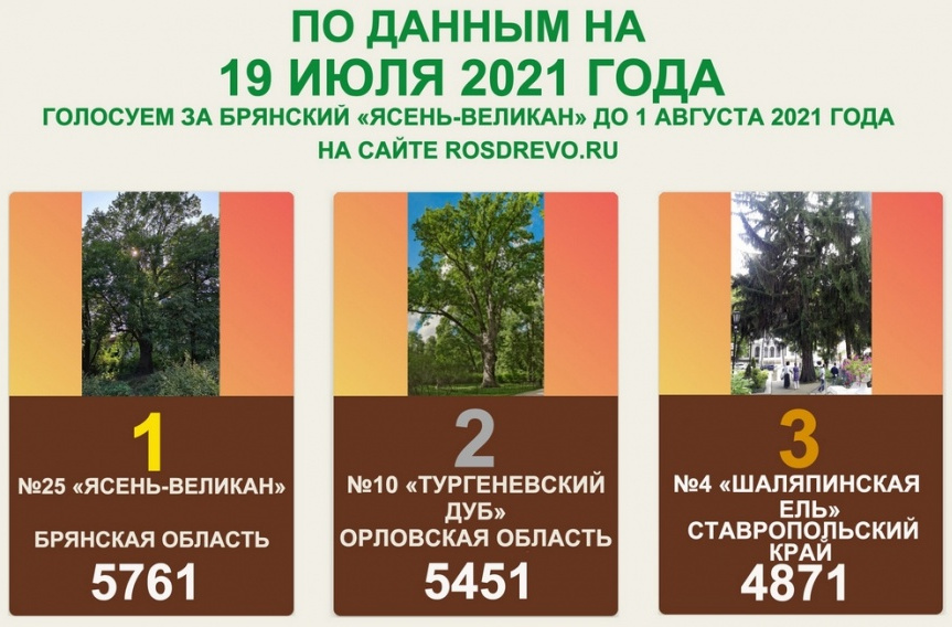 Брянский ясень-великан вышел в лидеры конкурса «Российское дерево года»