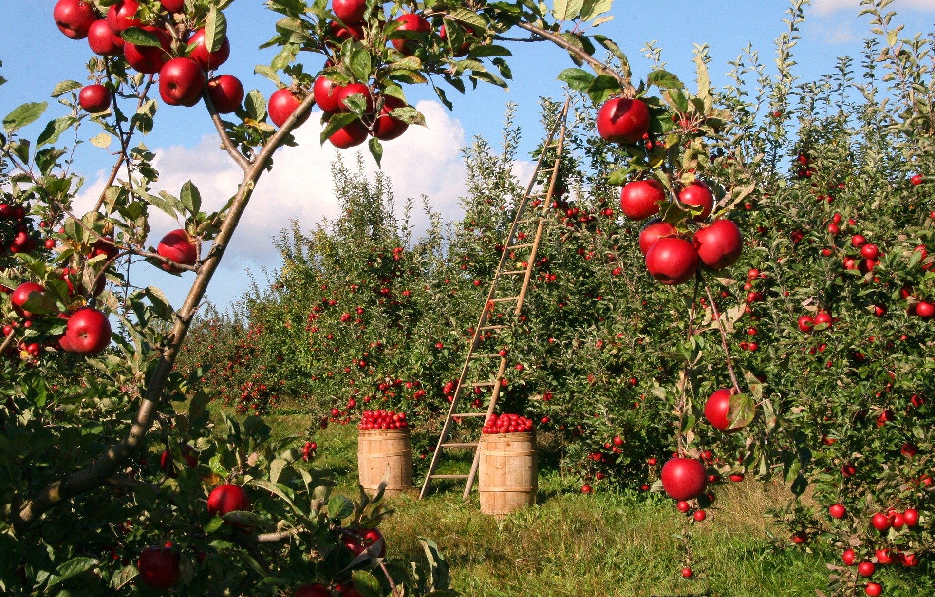 В Брянской области в 2021 году заложат 200 гектаров плодовых садов