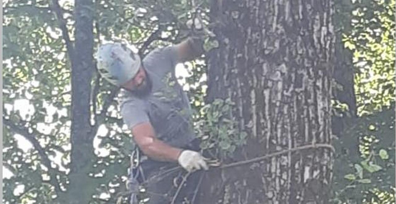 В Дятьковском районе Брянщины волонтер помог спилить аварийные деревья