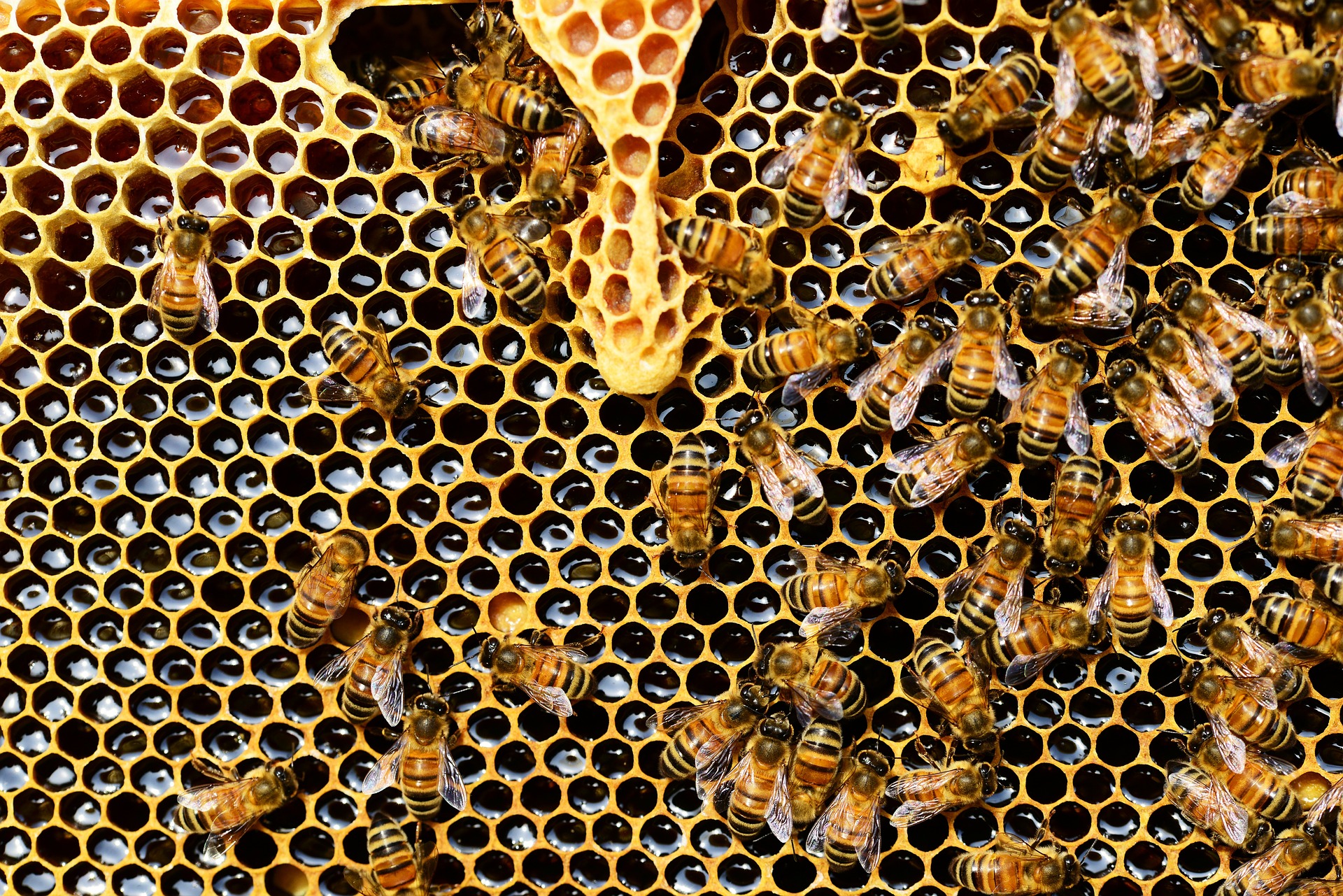 Брянские пчеловоды поддержали новый федеральный закон об их промысле