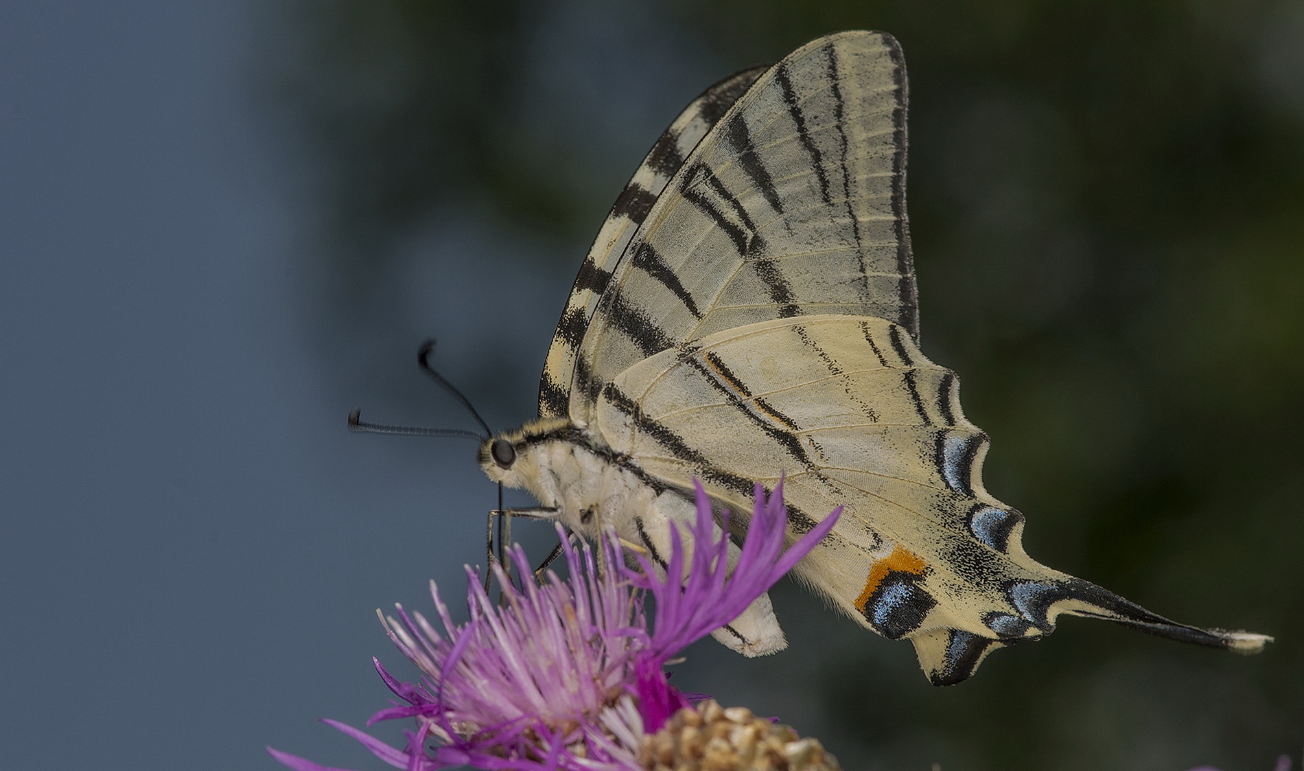 В заповеднике «Брянский лес» сфотографировали редчайшую бабочку