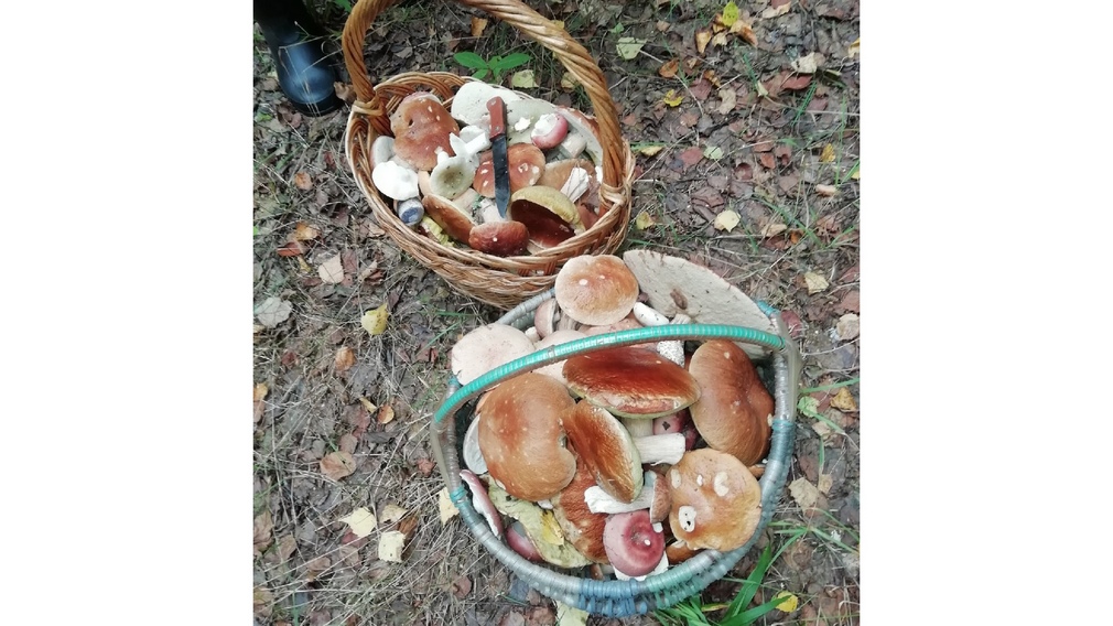 В Новозыбкове Брянской области рассказали про урожайность белого гриба
