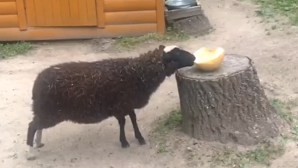 В Брянском зоопарке животные получили витамины