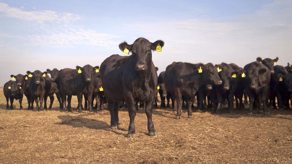 Брянская область стала первой в ЦФО по поголовью крупного рогатого скота