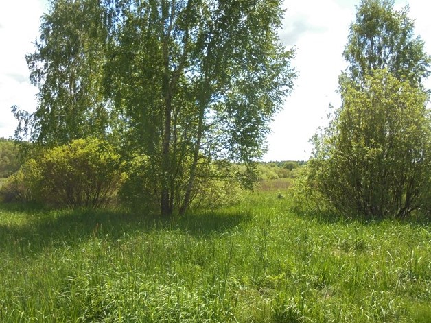 Жительницу Брянщины оштрафовали на 10 тысяч рублей за заросшие бурьяном земли