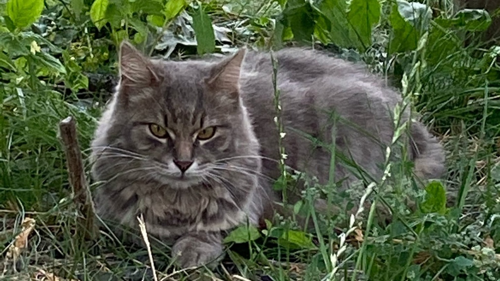 В Брянске ищут хозяев потерявшейся кошки