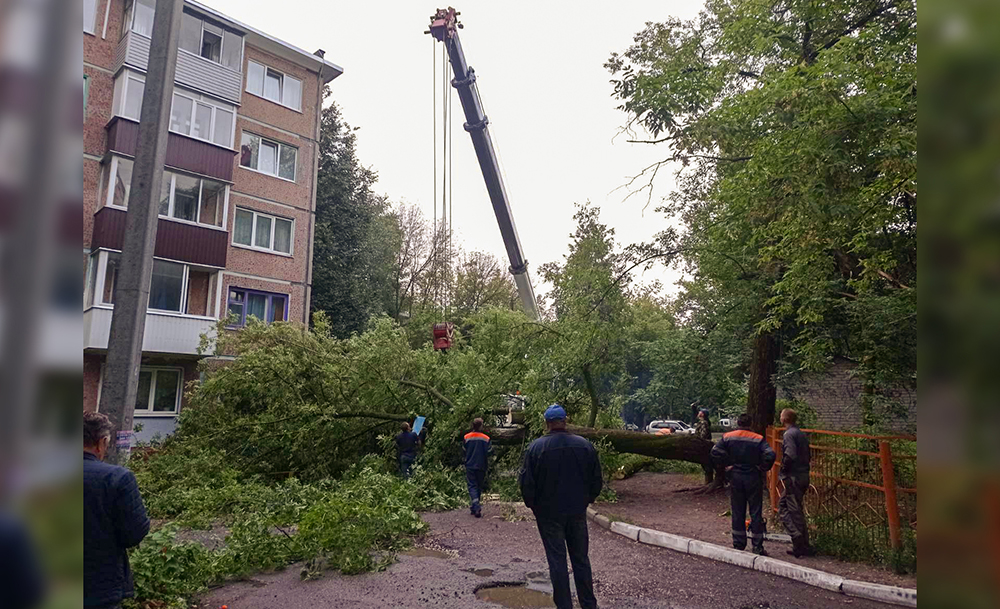 В Брянске в одном из дворов Советского района рухнувшее дерево перегородило дорогу